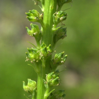 reseda_luteola3md