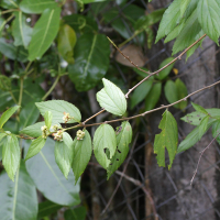 Varronia_nesophila (Varronia nesophila)