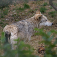 canis_lupus_albus2BD (Canis lupus)
