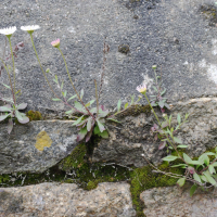 Erigeron_karvinskianus