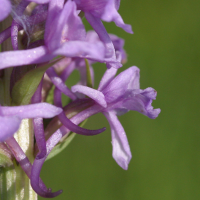 Gymnadenia_conopsea