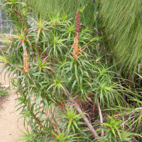 Richea dracophylla (Richea)