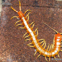 scolopendra_gigantea3ml