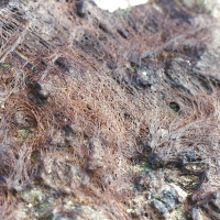 Bangia fuscopurpurea (Bangia brun-pourpre)