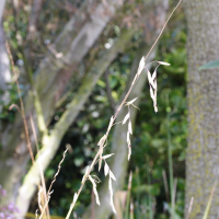 Dierama_pulcherrimum (Dierama pulcherrimum)