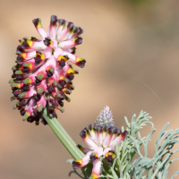 Platycapnos_spicata ssp. spicata