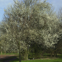 Prunus cerasifera (Myrobolan, Prunier myrobolan, Prunier-cerise)