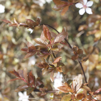 Prunus_cerasifera f. atropurpurea