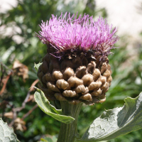 Stemmacantha_rhapontica lamarckii