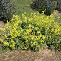 Brassica oleracea (Chou sauvage)