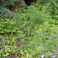 Hugueninia_tanacetifolia