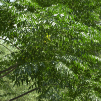 Melia azedarach (Lilas de Perse, Margousier)