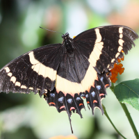 Papilio polyxenes (Papillon du céleri)