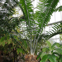 Encephalartos laurentianus (Encéphalartos de Laurent)