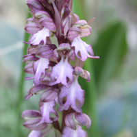 Himantoglossum_robertianum