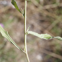 Centaurea_jacea (Centaurea jacea)