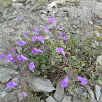 Clinopodium_alpinum (Clinopodium alpinum)