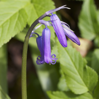 Hyacinthoides_non-scripta ssp. non-scripta