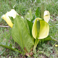 Lysichiton_americanus