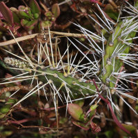 Opuntia triacantha (Raquette)