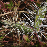 Opuntia_triacantha