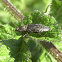 agripnus_murinus