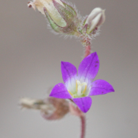 Campanula_rhodensis