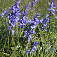 Hyacinthoides_non-scripta ssp. hispanica