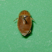 Ilyocoris cimicoides (Corixe punaise)