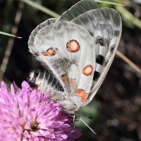 Parnassius_apollo