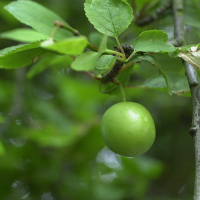 Prunus_cerasifera