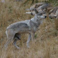 Canis lupus (Loup)