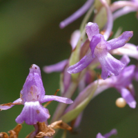 Gymnadenia_conopsea