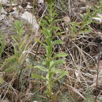 Inula spiraeifolia (Inule à feuilles de spirée)
