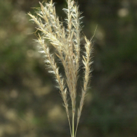 Bothriochloa_ischaemum (Bothriochloa ischaemum)