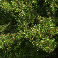 Evonymus (= Euonymus) japonicus (Fusain du Japon)