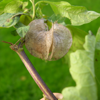 Nicandra_physalodes