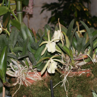 Rhyncholaelia glauca (Rhyncholaelia)