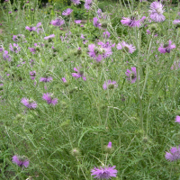 Galactites tomentosus (Chardon laiteux, Chardon élégant, Galactitès tomenteux)