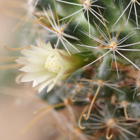 Mammillaria_glochidiata