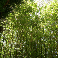 Phyllostachys_vivax