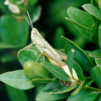 Euchorhippus_pulvinatus (Euchorthippus pulvinatus)