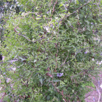 Solanum jasminoides (Morelle faux jasmin)