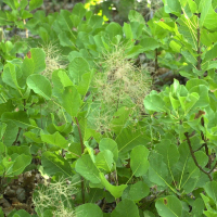 Cotinus_coggygria (Cotinus coggygria)