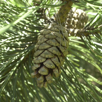 Pinus_nigra
