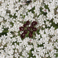 Daucus_carota (Daucus carota)