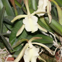 Rhyncholaelia_glauca