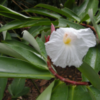 Cheilocostus_speciosus (Cheilocostus speciosus)