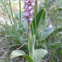 Himantoglossum_robertianum