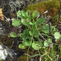 Pyrola rotundifolia var. rotundifolia (Pirole à feuilles rondes)